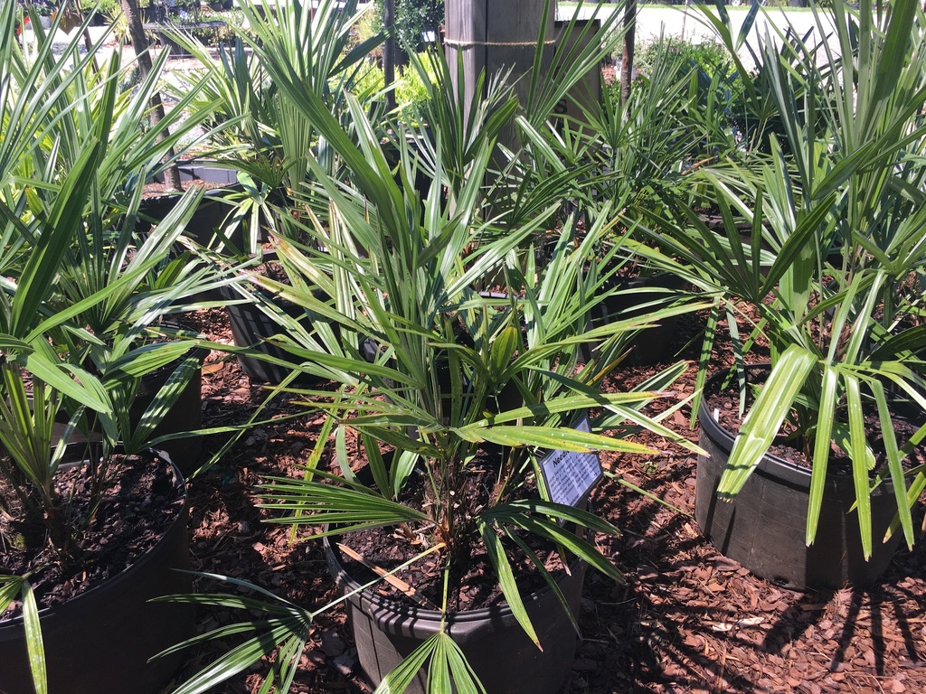 Needle Palm - Cold Hardy Evergreen Palm (Rhapidophyllum hystrix)