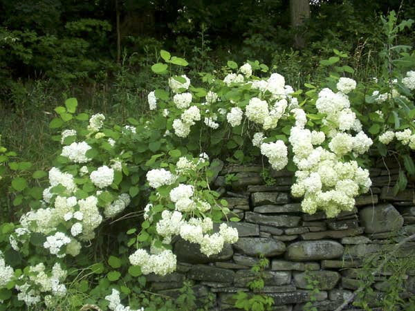 [pee-wee-oakleaf-hydrangea-3g-container-sold-out] Pee Wee Dwarf Oakleaf Hydrangea