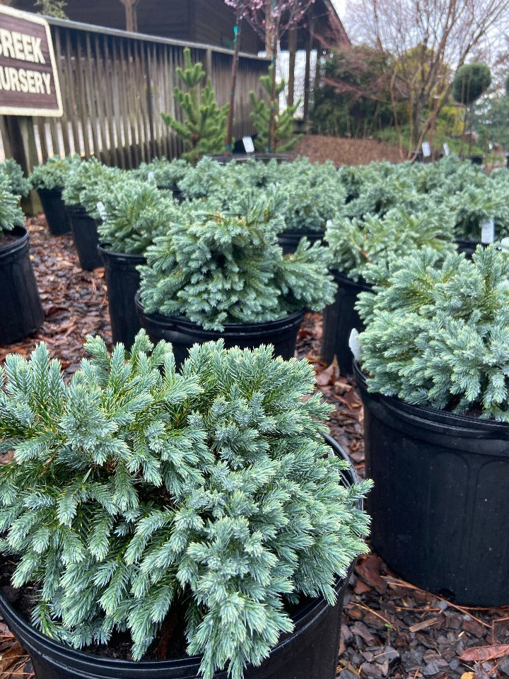 [blue-star-juniper-2g-container] Blue Star Juniper – Compact Blue-Silver Evergreen Shrub (2 gallon container)