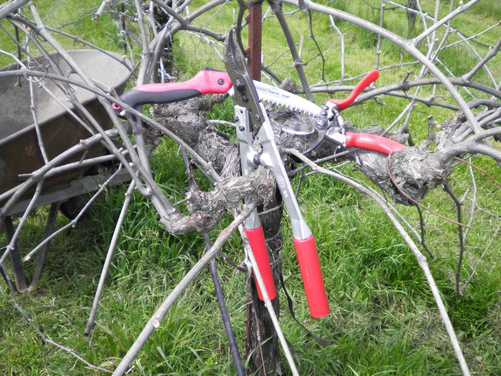 [pruning-frenzy] Pruning Workshop – Hands-On Class with Expert Horticulturist