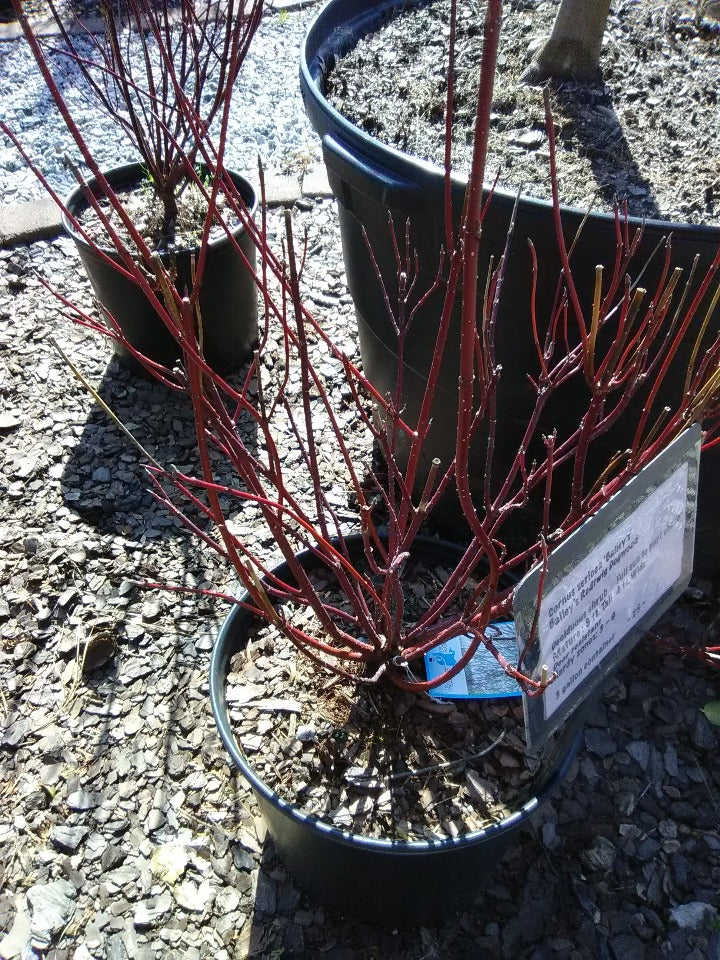 [baileys-redtwig-dogwood-3-gallon-container] Bailey's Red Twig Dogwood (Cornus sericea 'Bailey's') (3 gallon container)