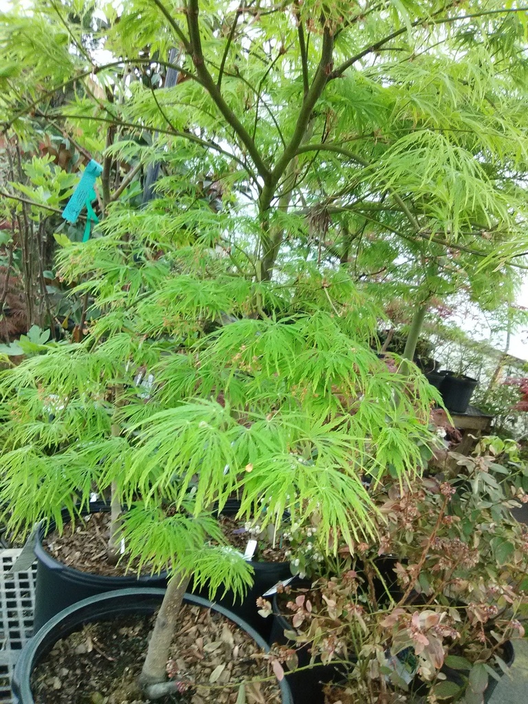 [waterfall-japanese-maple-2-gallon-container] Waterfall Japanese Maple - Acer palmatum dissectum 'Waterfall' (2 gallon container)