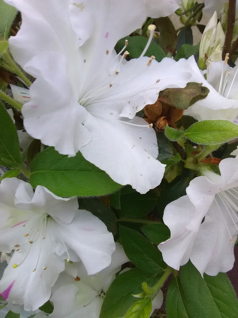 [7/22/26 KC A5] Autumn Lily Encore Azalea – White Reblooming Evergreen Shrub