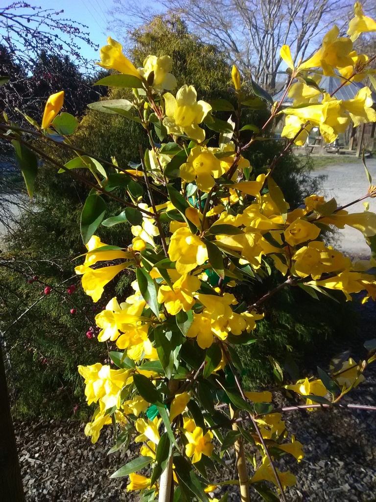 Carolina Jasmine 'Margarita' – Yellow Evergreen Vine
