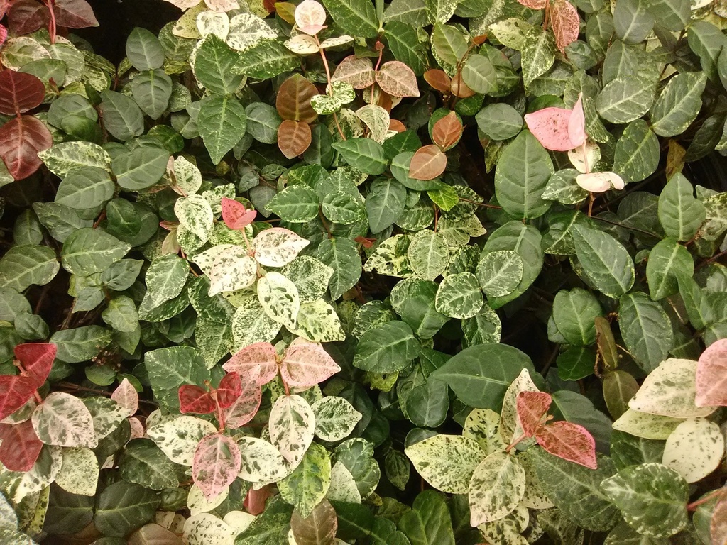 [snow-n-summer-asiatic-jasmine-3g-container-sold-out] Snow-N-Summer™ Asiatic Jasmine | Variegated Evergreen Vine