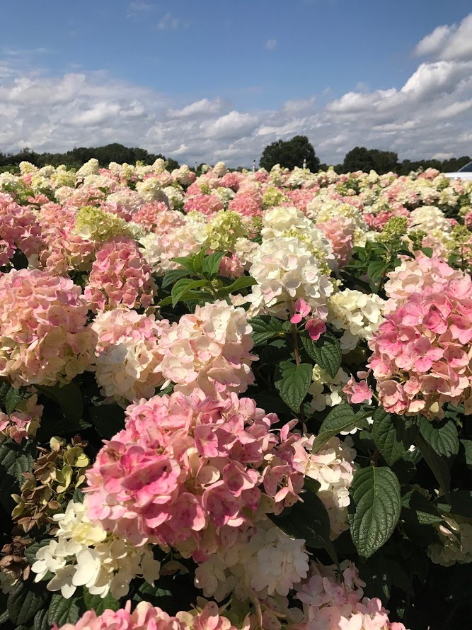 Fire Light® Hydrangea (Hydrangea paniculata 'Fire Light')
