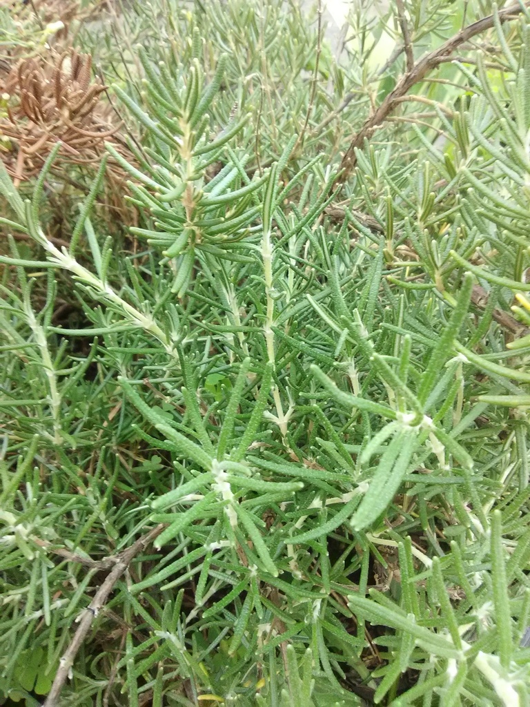 [arp-rosemary-1g-container-sold-out] Arp Rosemary – Cold-Hardy Culinary & Landscape Herb (1 gallon container)