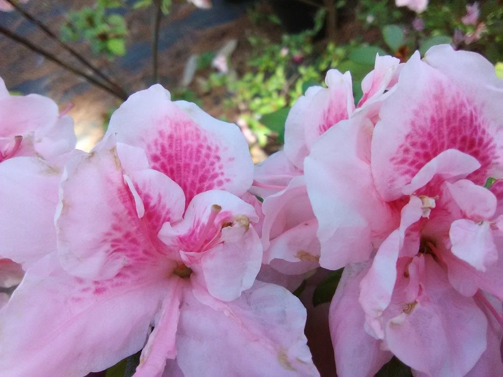 Autumn Belle Encore Azalea – Reblooming Pink Evergreen Shrub