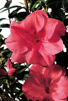 Autumn Princess Encore Azalea - Reblooming Pink Evergreen Shrub