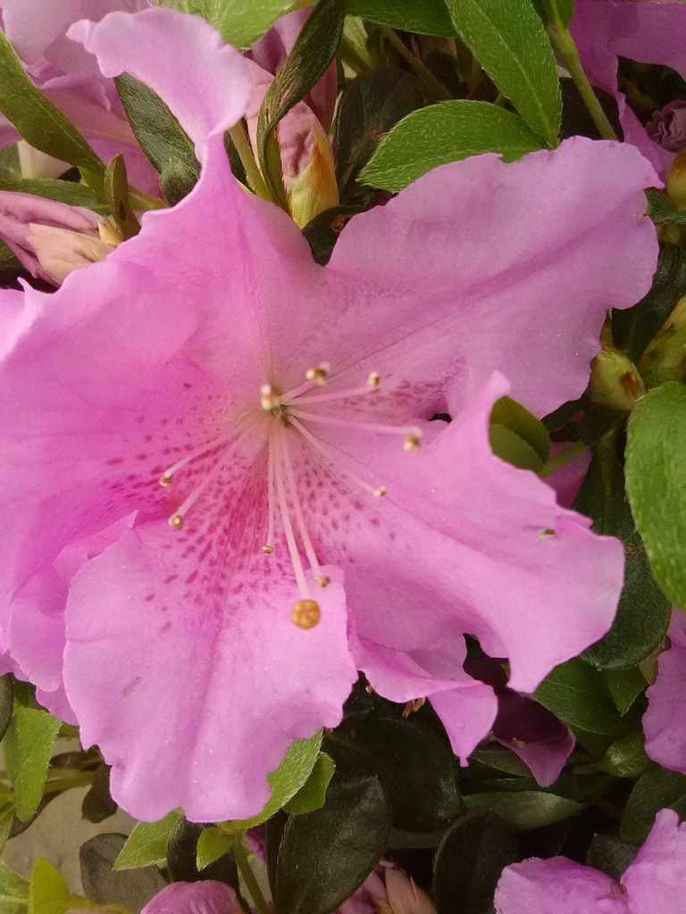 [7/22/26 KC A5] Autumn Lilac Encore Azalea - Reblooming Lavender Evergreen