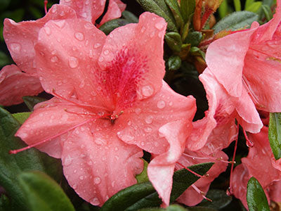[7/22/26 KC A5] Autumn Coral Encore Azalea