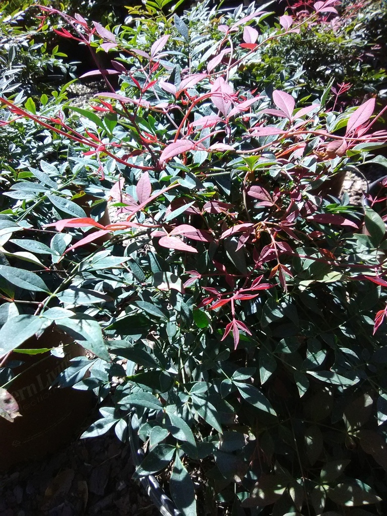 [obsession-nandina-2g-container] Obsession Nandina (Nandina domestica 'Seika') (2 gallon container)