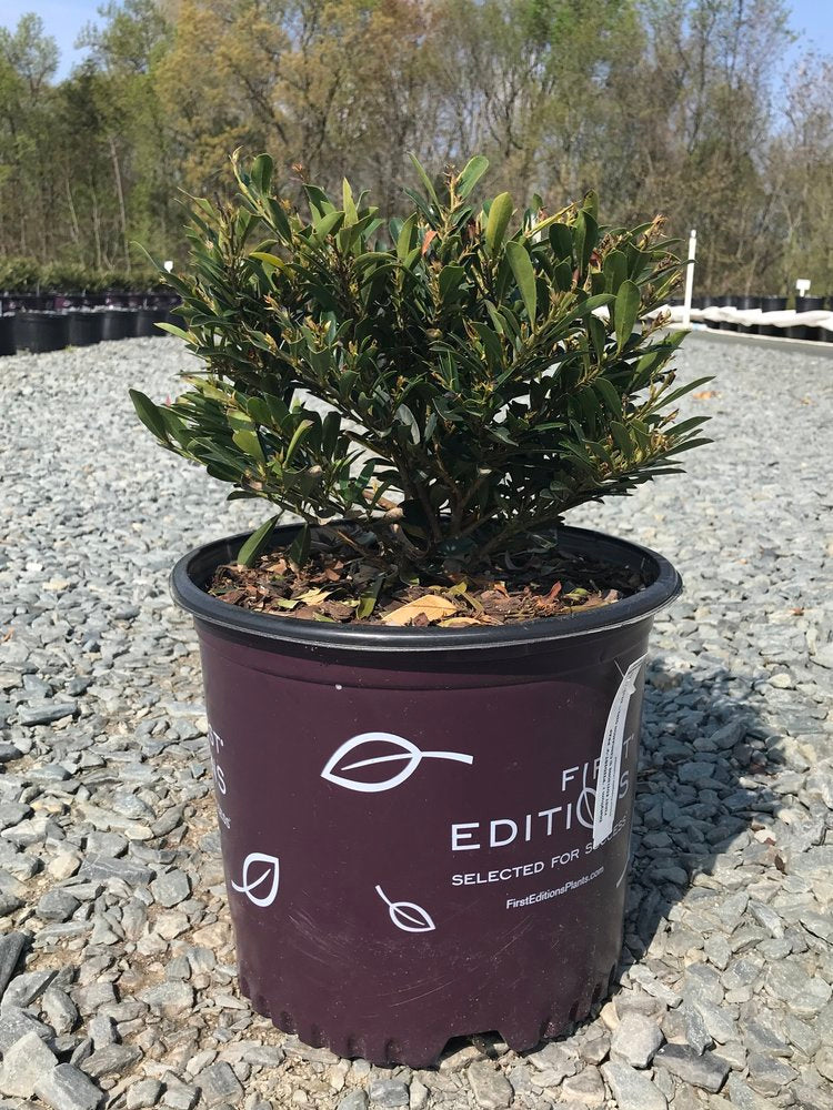[cinnamon-girl-distylium-tm-3g-container] Cinnamon Girl™ Distylium - Evergreen Compact Shrub (3 gallon container)
