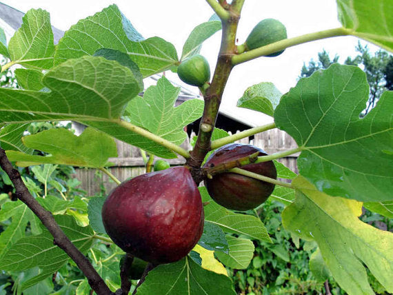 [little-miss-figgy-fig-tree-3g-container] Little Miss Figgy Dwarf Fig - Ficus carica (3 gallon container)