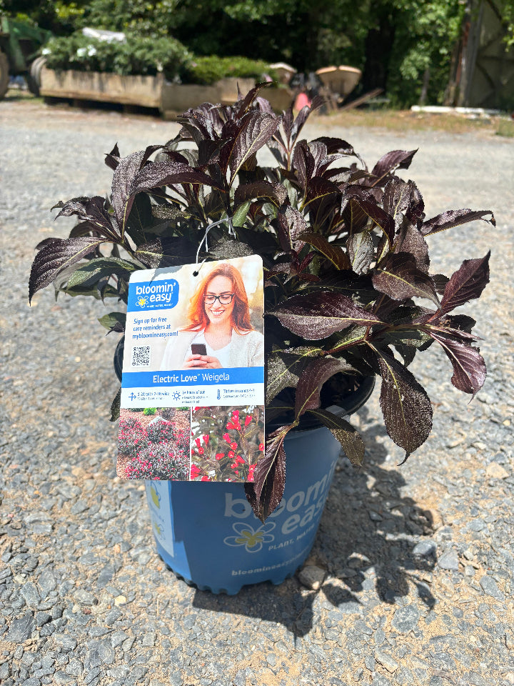 [electric-love-weigela-2g-container] Electric Love Weigela - Compact Red Flowering Shrub