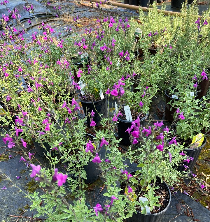 [blaze-heatwave-salvia-sold-out-1g-container-tcl-holding] Arctic Blaze Purple Salvia – Hardy Perennial