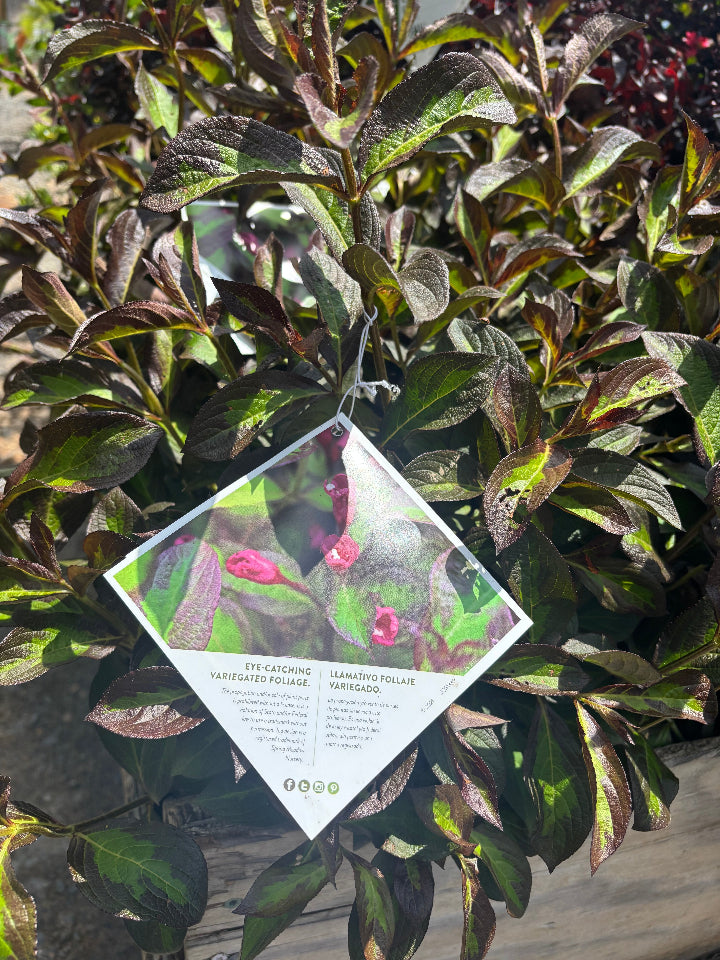 [vinho-verde-weigela-3g-container] Vinho Verde Weigela - Lime & Black Foliage Flowering Shrub