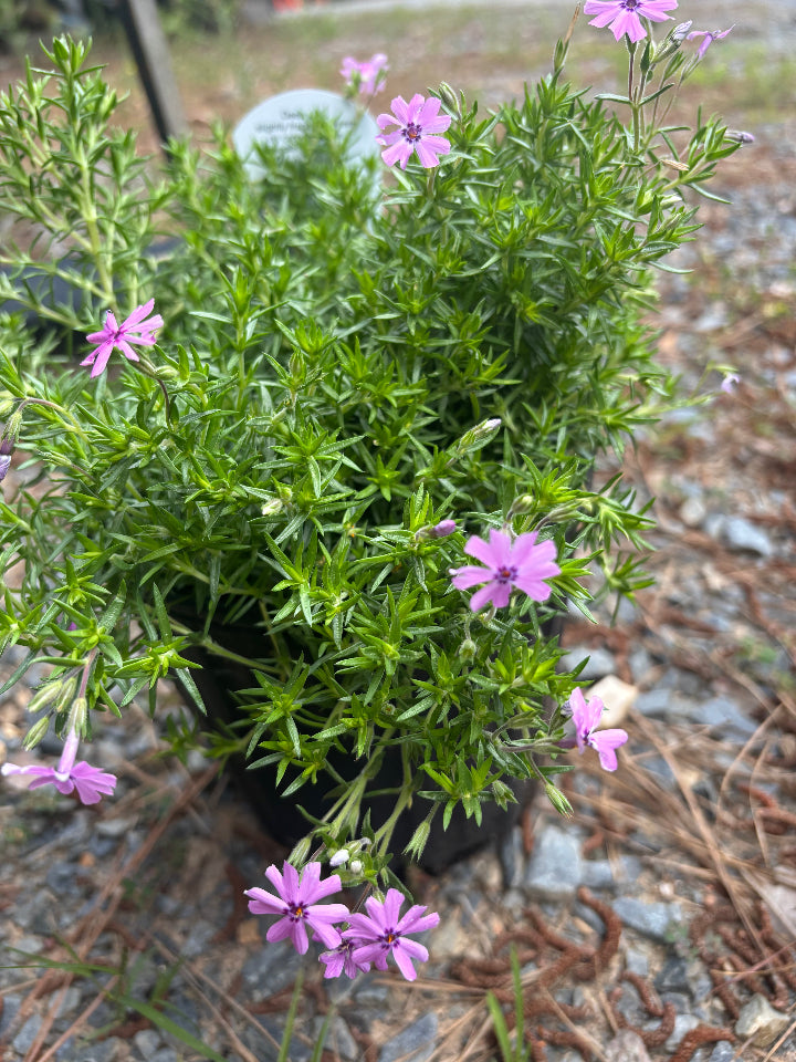 [fort-hill-creeping-phlox-1g-container] Fort Hill Creeping Phlox | Phlox subulata 'Fort Hill'