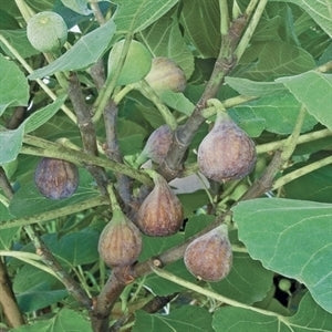[celeste-fig-tree-sold-out-3g-container-sold-out] Celeste Fig Tree – Cold-Hardy, Sweet Fruit | Ficus carica (3 gallon container)