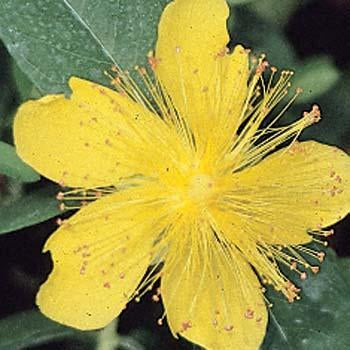 [st-johns-wort-or-aarons-beard-1g-container-sold-out] St. John's Wort 'Aaron's Beard' (Hypericum calycinum)