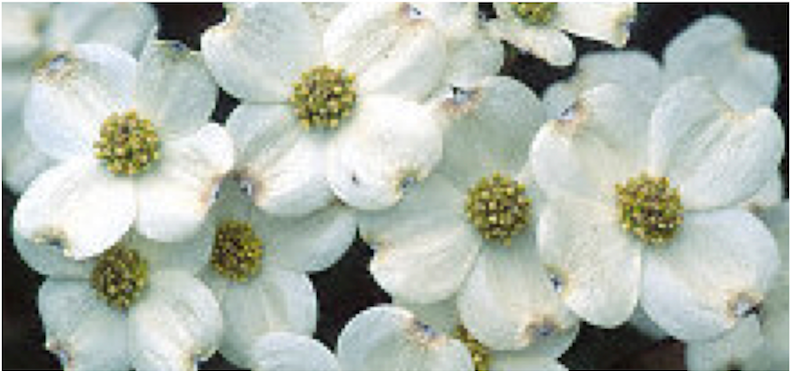 [10/7/26 KC GCUP] Cloud Nine Dogwood (45 gallon container)