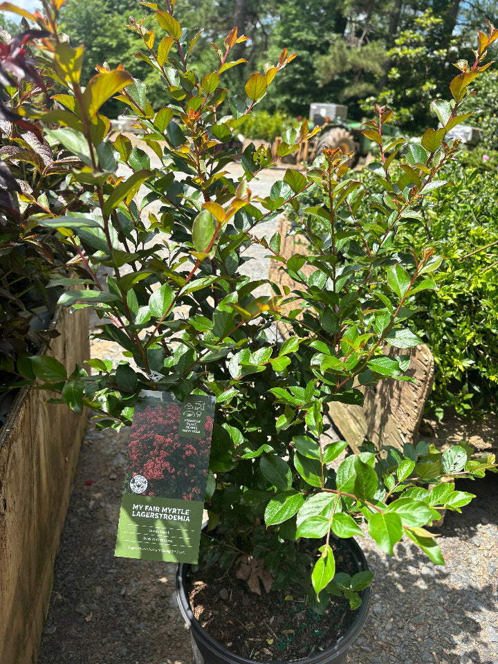 My Fair Myrtle Crape Myrtle - Deep Pink Reblooming Dwarf