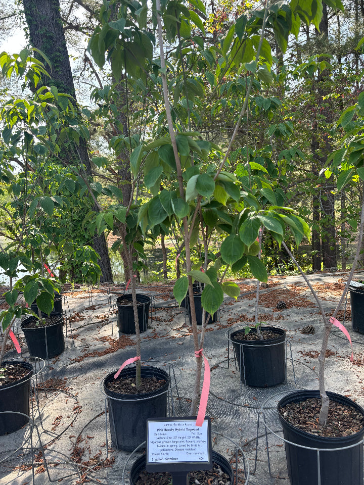 [pink-kousa-dogwood-copy-3g-container] Pink Beauty Hybrid Dogwood