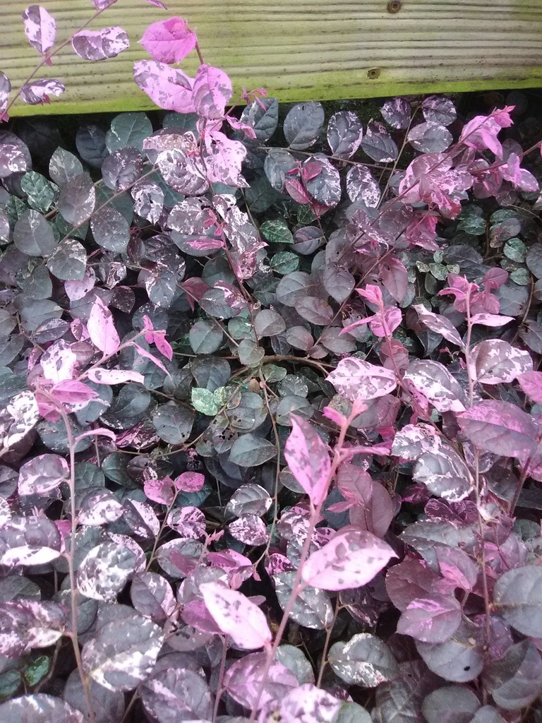 [jazz-hands-variegated-loropetalum-3g-container] Jazz Hands Variegated Loropetalum (3 gallon container)
