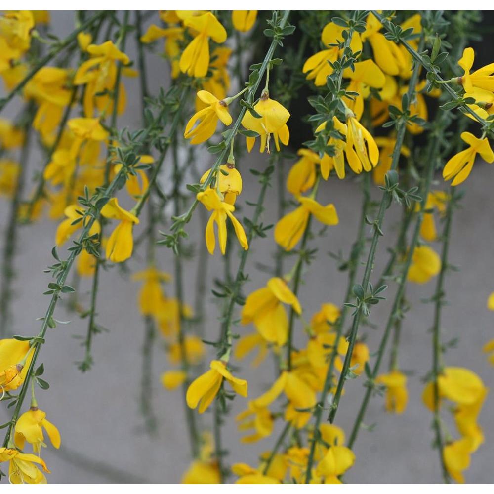Sister Golden Hair Scotch Broom (Cytisus 'Sister Golden Hair')
