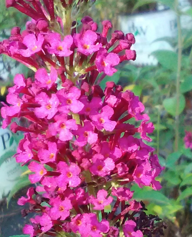 [miss-molly-butterfly-bush-3g-container] Miss Molly Butterfly Bush - Fuchsia-Red Flowering Shrub