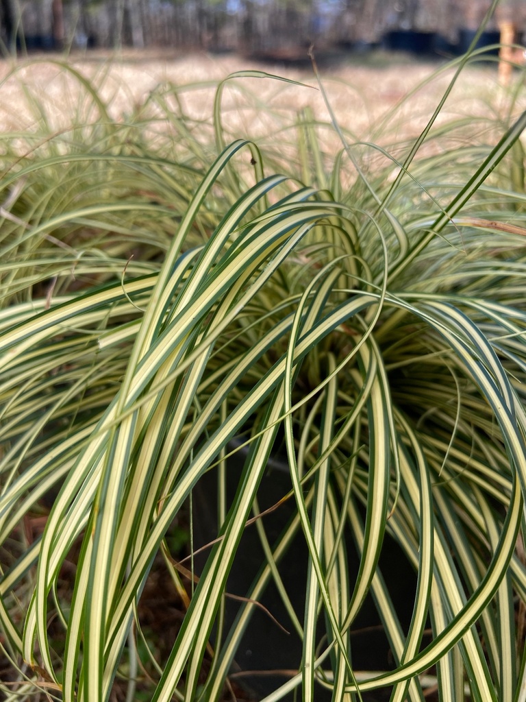 [evergold-sedge-grass-1g-container-not-for-sale-yet] Evergold Japanese Sedge (Carex oshimensis 'Evergold')