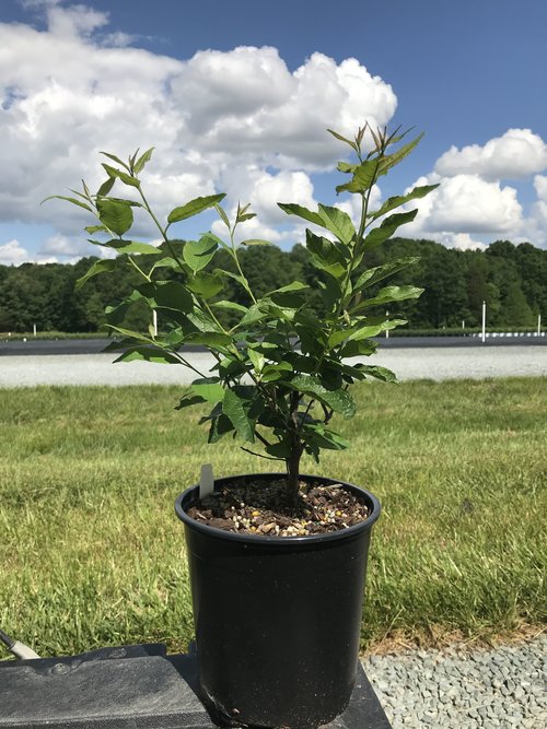 [southern-gentleman-winterberry-3g-container-sold-out] Southern Gentleman Winterberry Holly - Male Pollinator (3 gallon container)