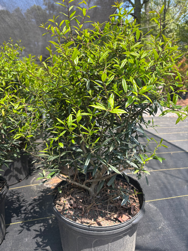 [nasa-holly-3-gallon] Nasa Holly - Ilex x attenuata 'Nasa' Evergreen (3 gallon container)
