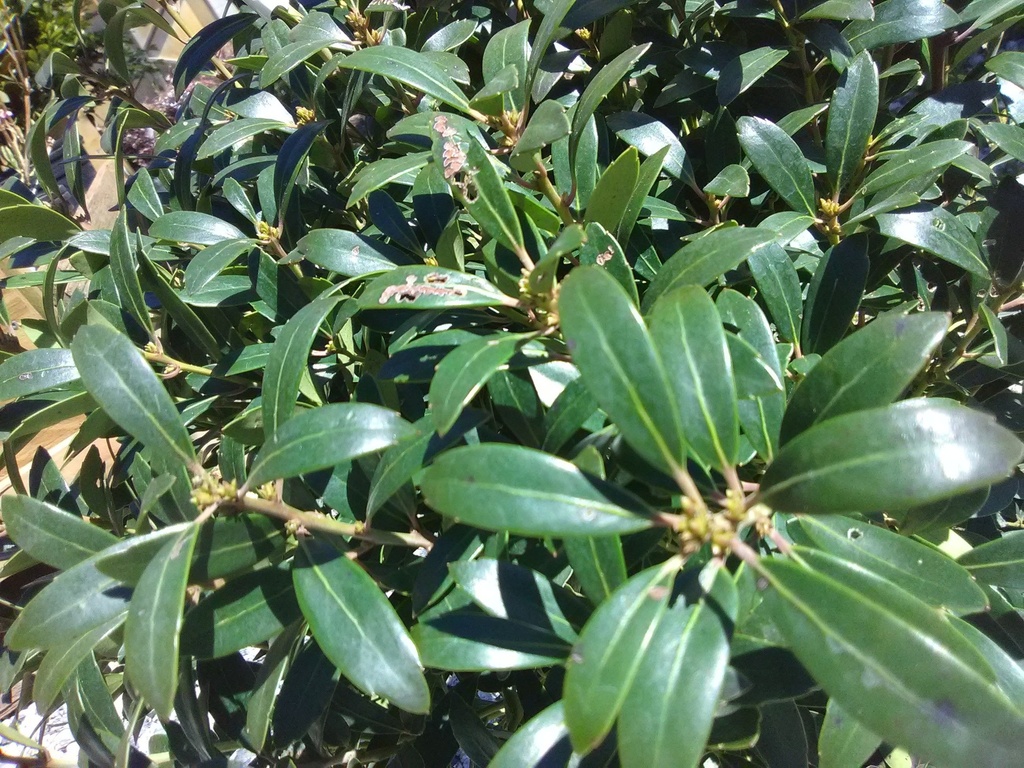 [shamrock-inkberry-3g-container] Shamrock Inkberry Holly (Ilex glabra 'Shamrock')