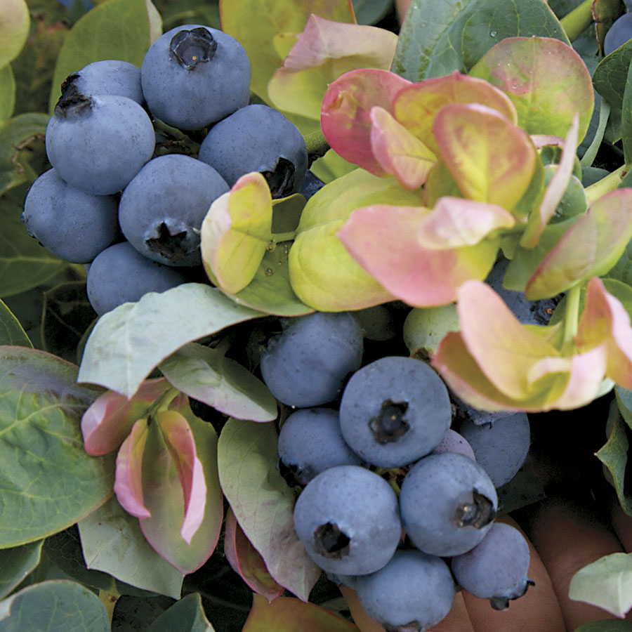 Peach Sorbet Blueberry - Compact Highbush