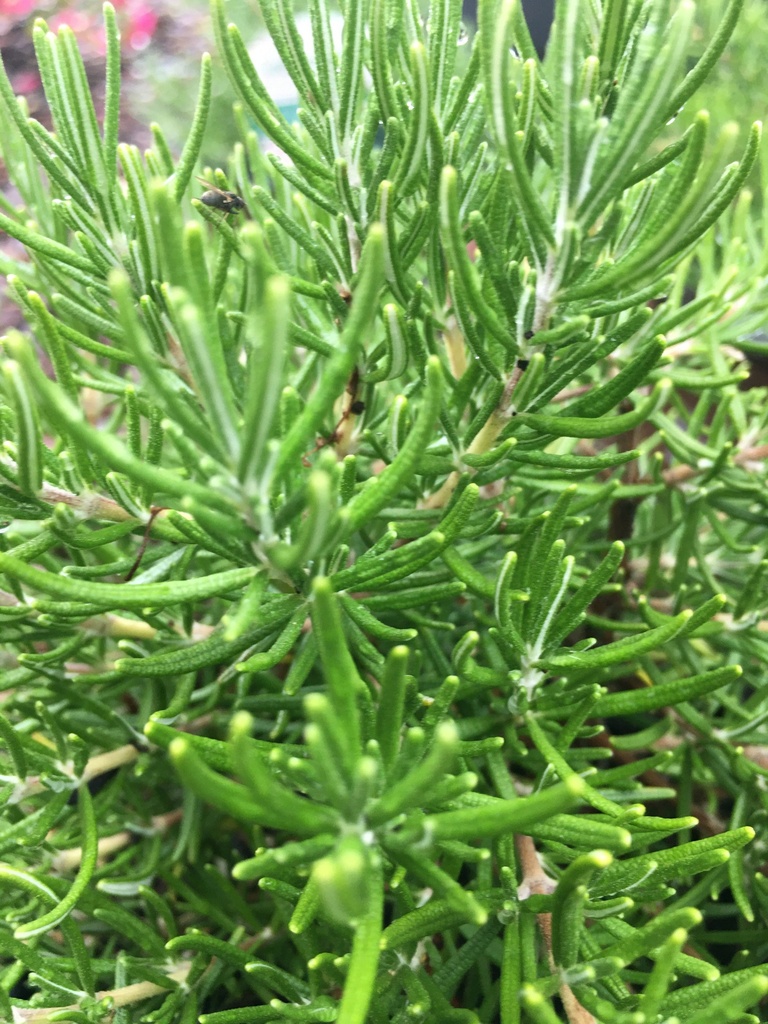 [chefs-choice-rosemary-1g-container] Chef's Choice Rosemary – Creeping Evergreen Herb (1 gallon container)