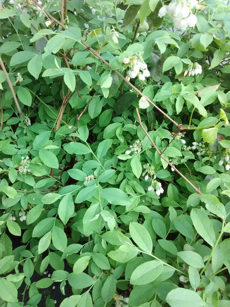 [becky-blue-blueberry-re-3g-container] Becky Blue Blueberry - Rabbiteye Blueberry Bush